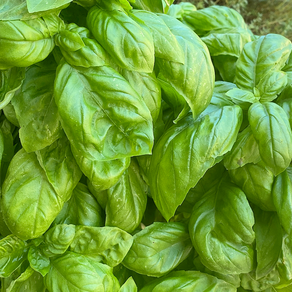 How to Dry Fresh Basil